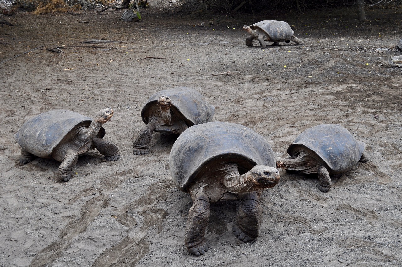 Schildkröten auf den Galapagos-Inseln