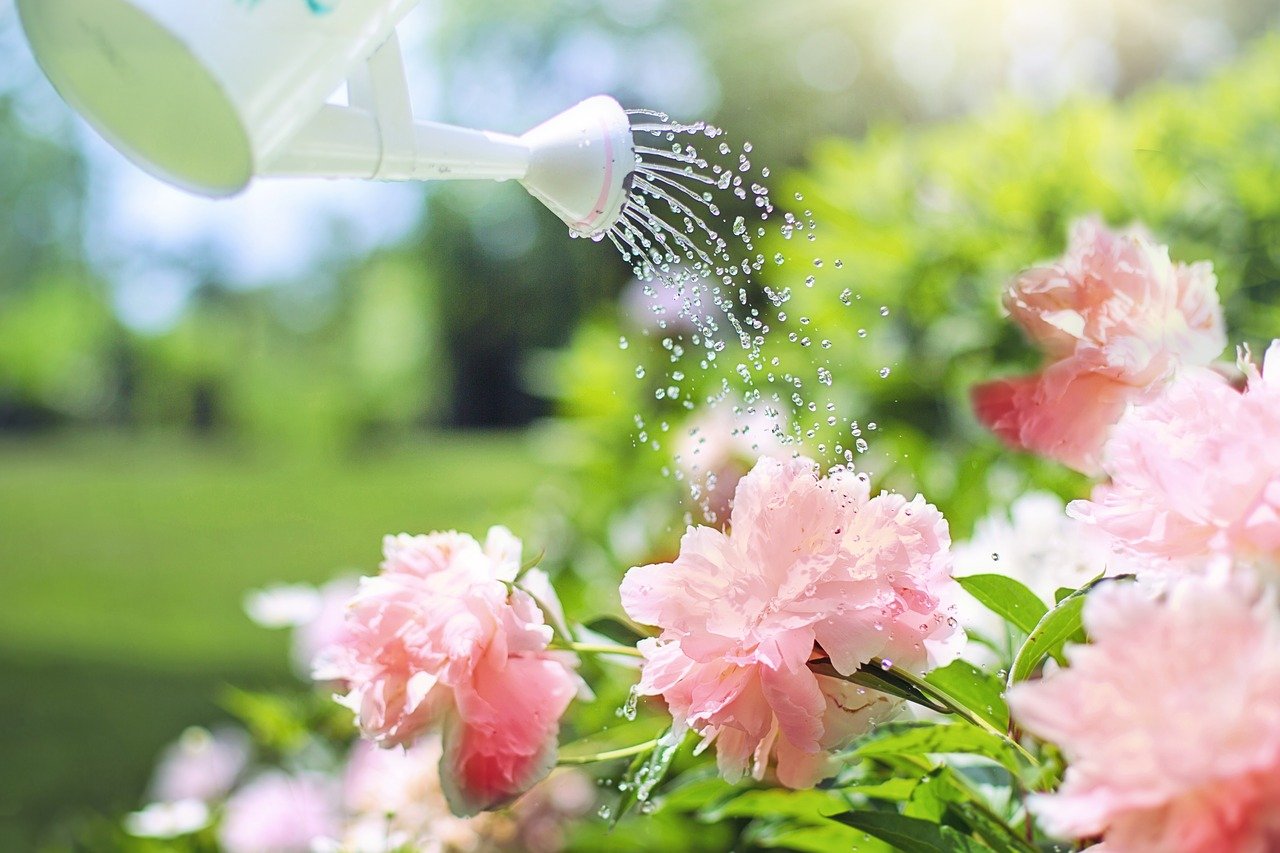 Mit Regenwasser die Balkonpflanzen bewässern und pflegen